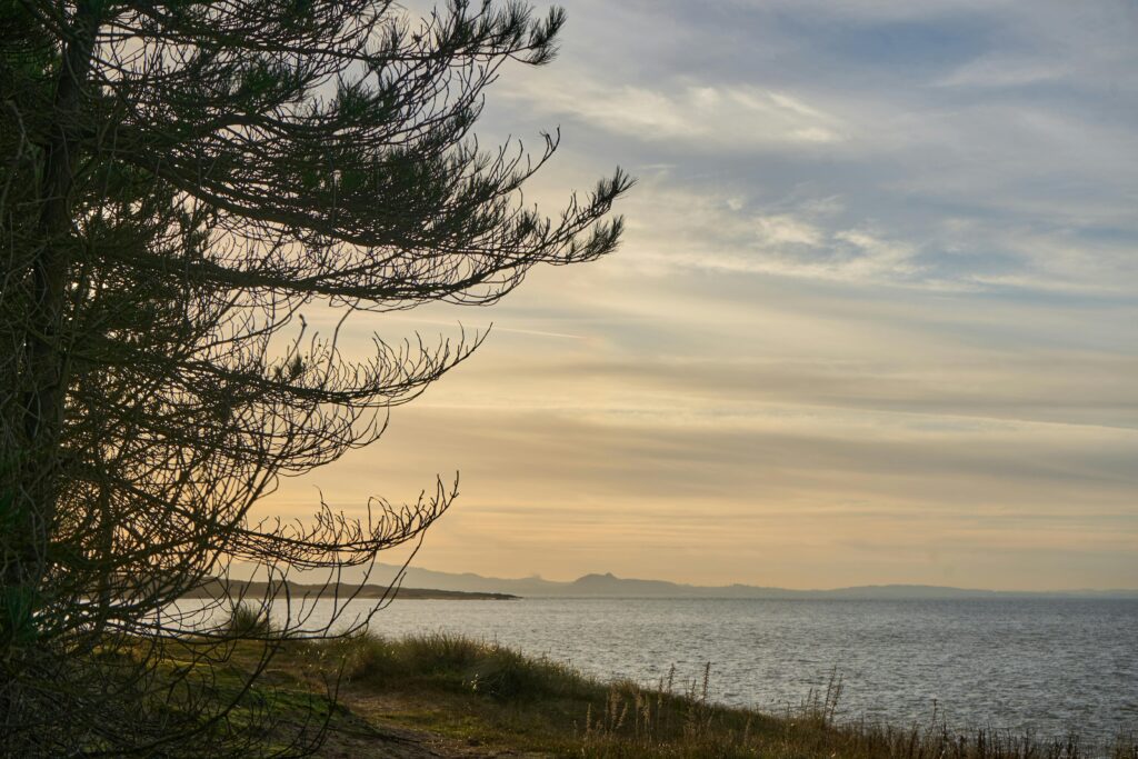 A large pine tree at the edge of a river in Virginia.