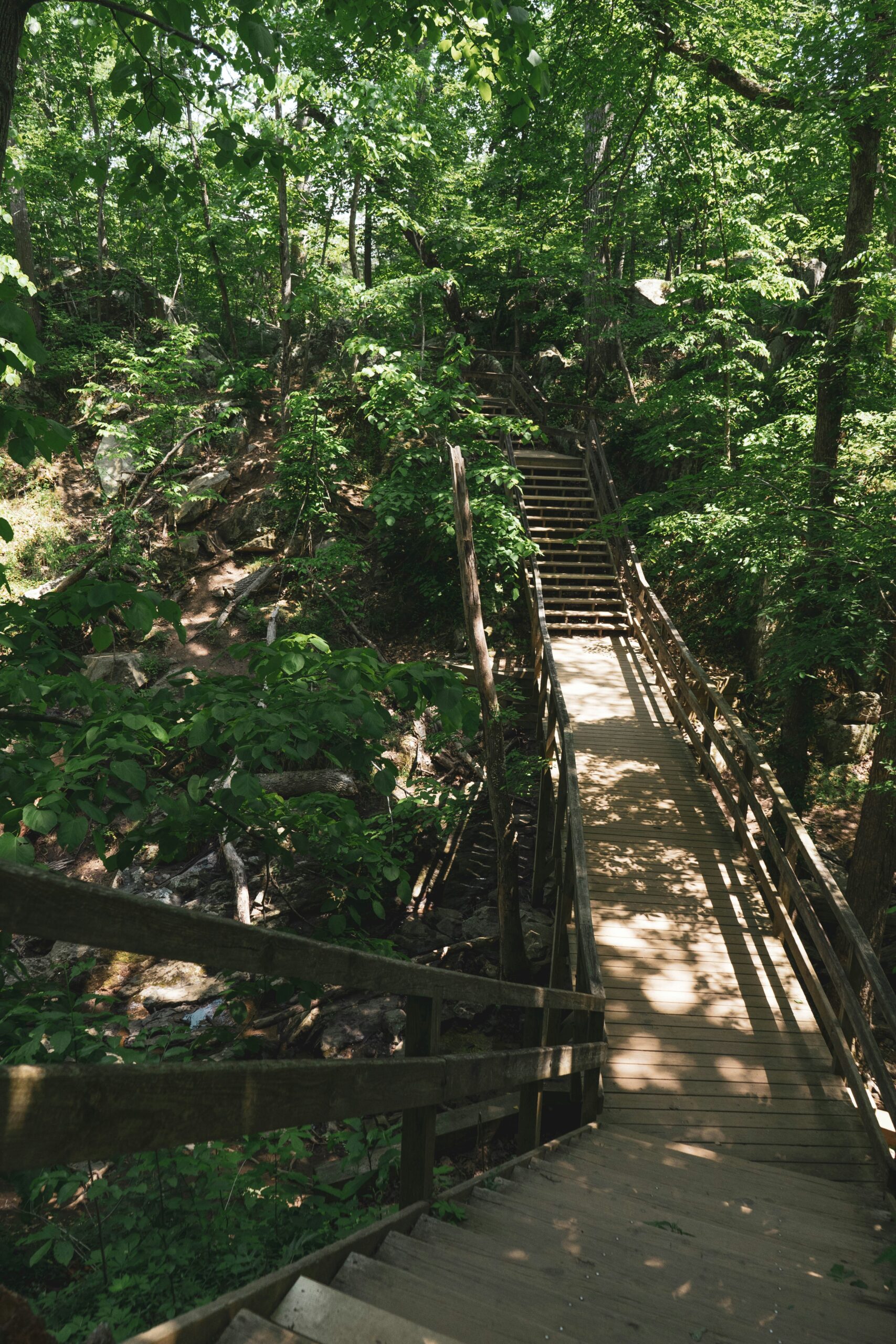 Wooded trail featuring a stairway bridge in Virginia.